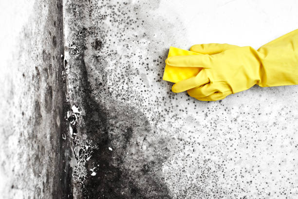 Best Commercial Mold Inspection  in Terrace Heights, WA